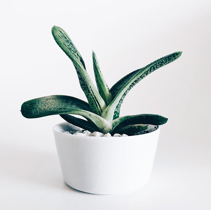 How to Take Care of Succulents
