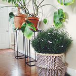 Fall Home Decor Ideas for the Plant Lover