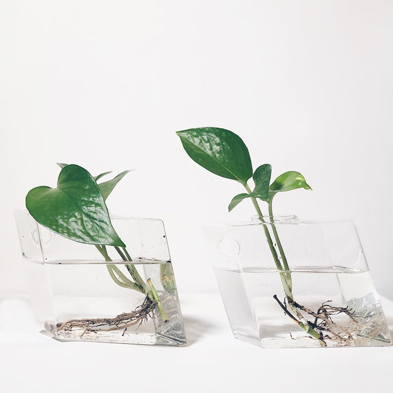 Genetically Modified Houseplants that Clean the Air