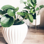 How to Take Care of a Chinese Money Plant