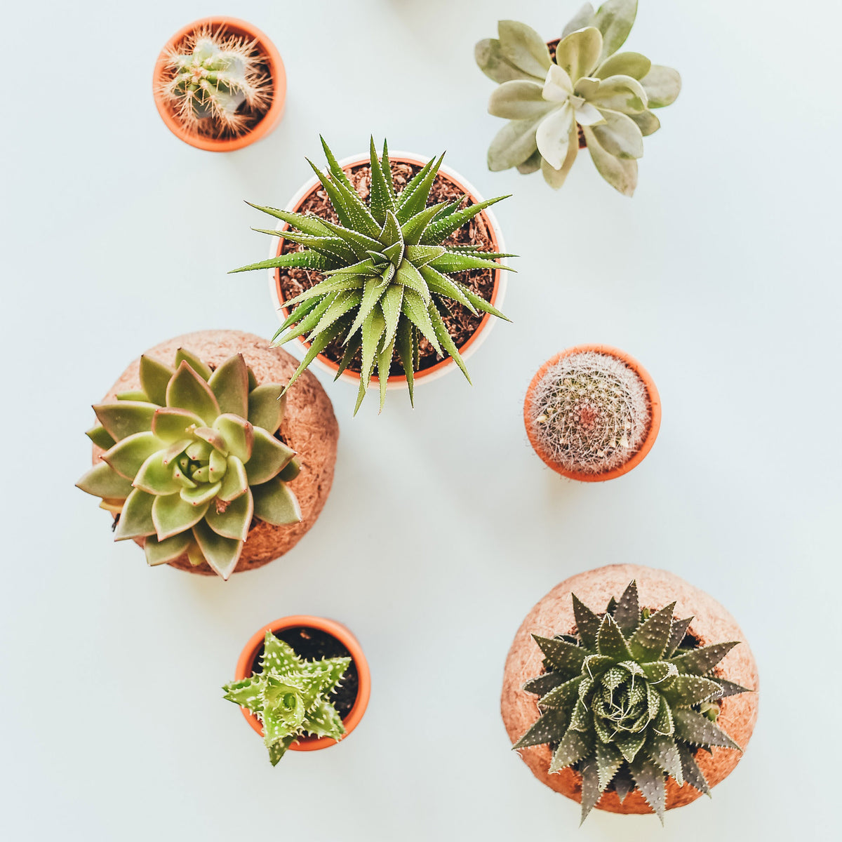 How to Choose the Best Planter