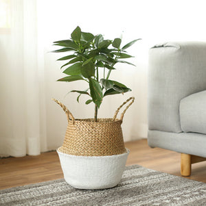 Handmade Seagrass Flower and Plant Pot With Handles