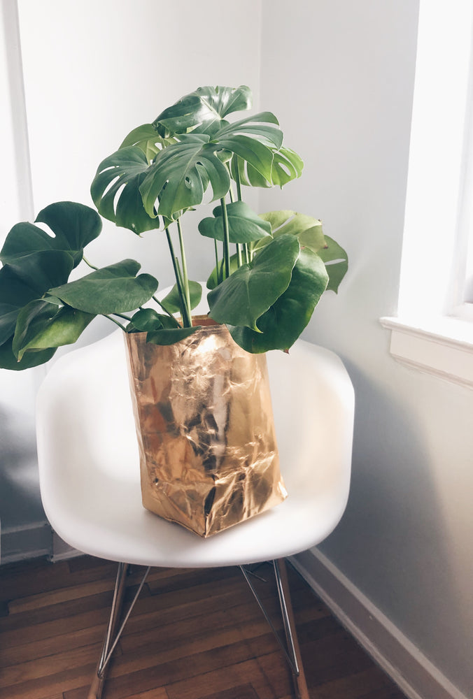 Metallic Paper Bag Planter – Miss Plant